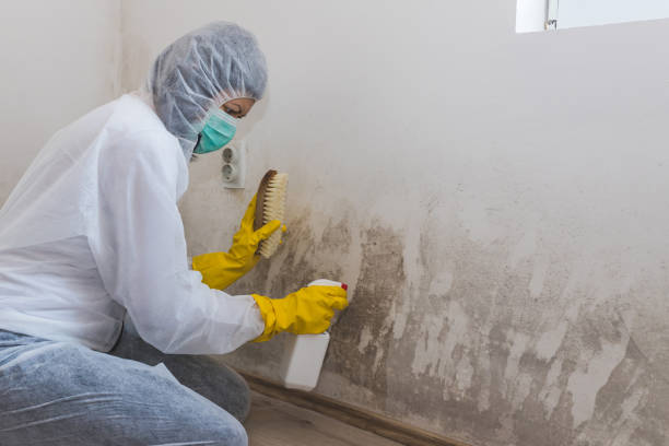 Best Office Mold Removal Services  in Knightdale, NC