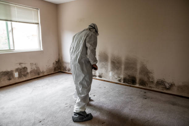 Best Same-Day Mold Removal  in Knightdale, NC