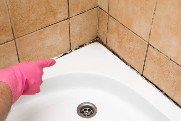 Best Black Mold Removal  in Knightdale, NC